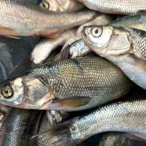 Van Golunde Inci Kefali Av Yasagi Sona Erdi
