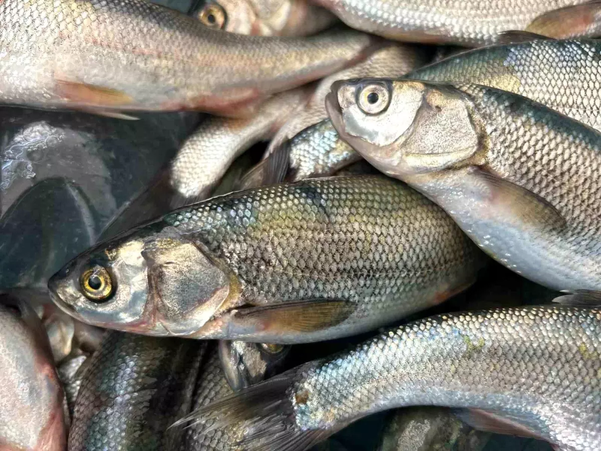 Van Golunde Inci Kefali Av Yasagi Sona Erdi