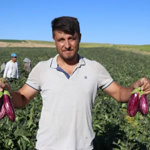 Yamula Patlicaninin Hasadi Basladi Haberler