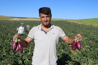 Yamula Patlicaninin Hasadi Basladi Haberler