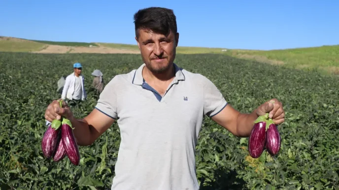 Yamula Patlicaninin Hasadi Basladi Haberler