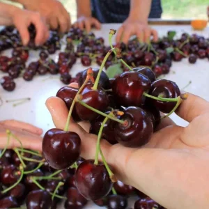 Yas Meyve ve Sebze Ihracatcilari Doviz Kuru Dengesizliginden Sikayetci