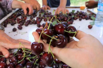 Yas Meyve ve Sebze Ihracatcilari Doviz Kuru Dengesizliginden Sikayetci