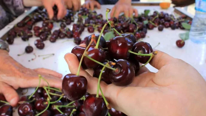 Yas Meyve ve Sebze Ihracatcilari Doviz Kuru Dengesizliginden Sikayetci