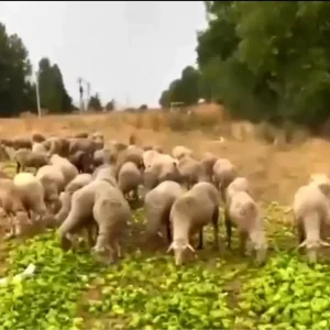 Yenisehirde Biberlerin Hayvanlara Yedirilmesi Iddiasi Gercegi Yansitmiyor