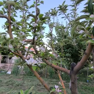 Yesilhisarda Agustos Ayinda Elma Agaci Cicek Acti