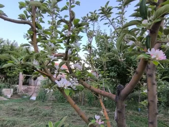 Yesilhisarda Agustos Ayinda Elma Agaci Cicek Acti