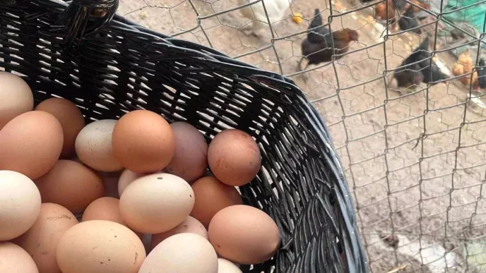 Yumurta Fiyatlarinda Artis Bekleniyor Haberler