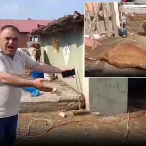 ardahan da durum vahim 6 hayvanini kaybeden 18926498 6347 amp