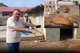 ardahan da durum vahim 6 hayvanini kaybeden 18926498 6347 amp