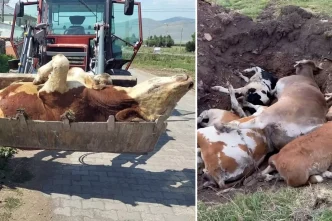 ardahan in sessiz cigligi olen hayvan sayisi 18939282 1681 amp