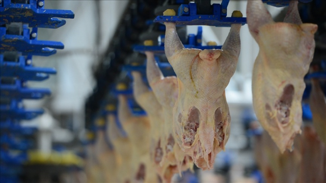 Aralarında birbirinden ünlü markalar var! 13 tavuk devine 3,7 milyar lira ceza
