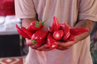 Adananin Karaisali Biberi Salca Sezonunu Acti