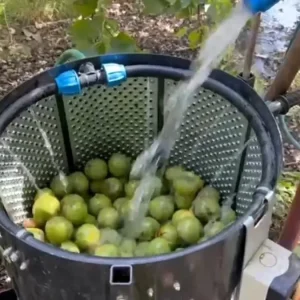Adilcevaz Cevizinde Hasat Sezonu Basladi