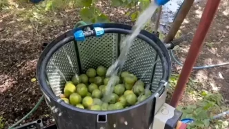 Adilcevaz Cevizinde Hasat Sezonu Basladi