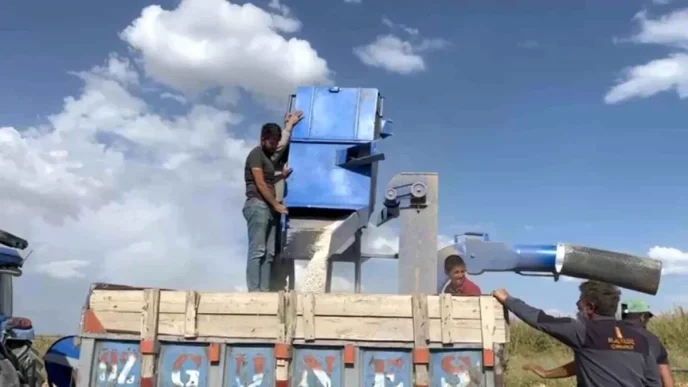 Adilcevazda Fasulye Hasat Donemi Basladi