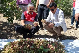 Adiyamanda Antep Fistigi Hasadi Basladi
