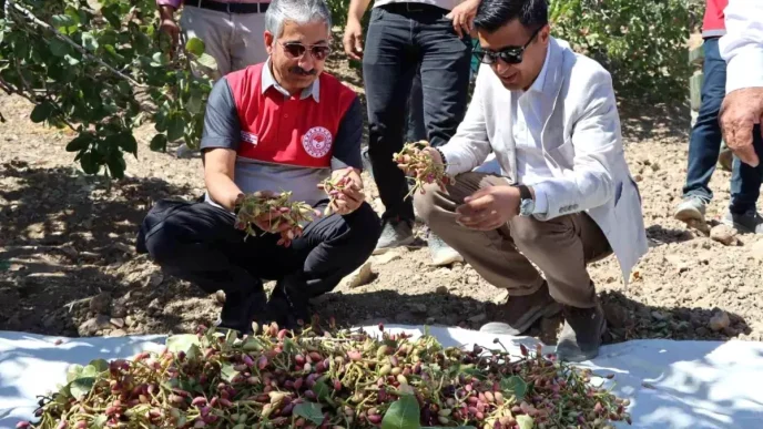 Adiyamanda Antep Fistigi Hasadi Basladi
