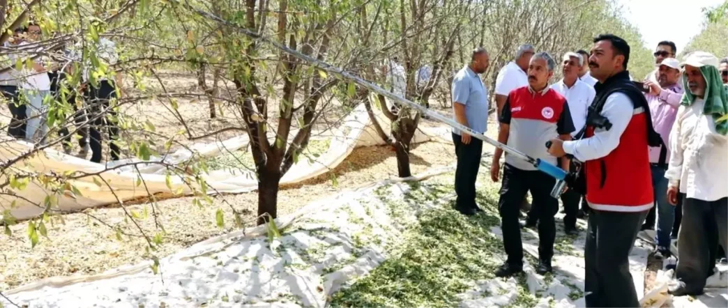 Adiyamanda Badem Hasat Senligi Coskuyla Kutlandi