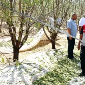 Adiyamanda Badem Hasat Senligi Coskuyla Kutlandi