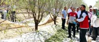 Adiyamanda Badem Hasat Senligi Coskuyla Kutlandi