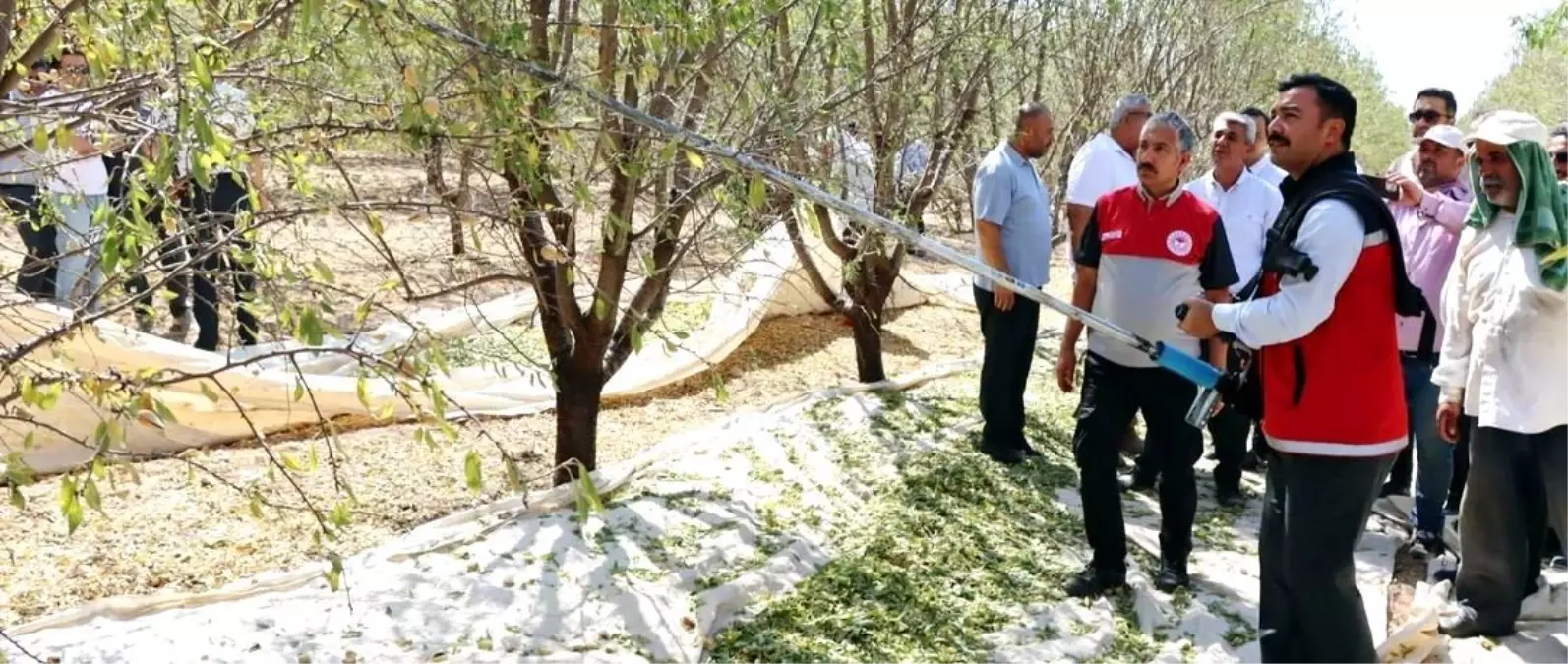 Adiyamanda Badem Hasat Senligi Coskuyla Kutlandi