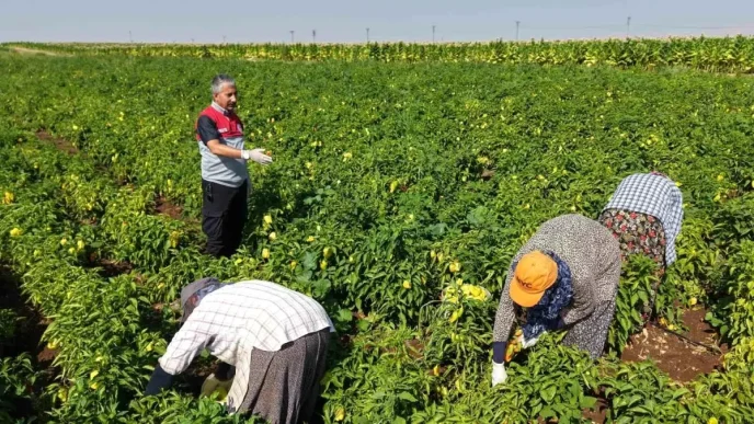 Adiyamanda Biber Hasadi Basladi Haberler