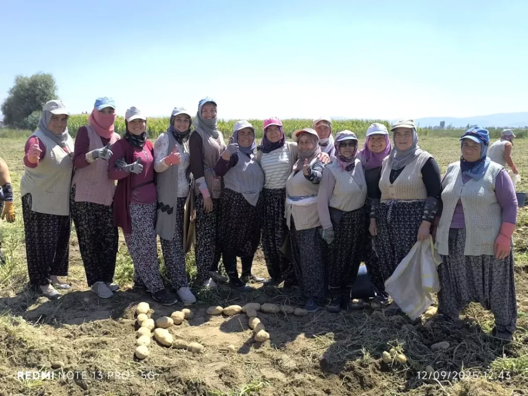 Afyonkarahisarda Kislik Patates Hasadi Basladi