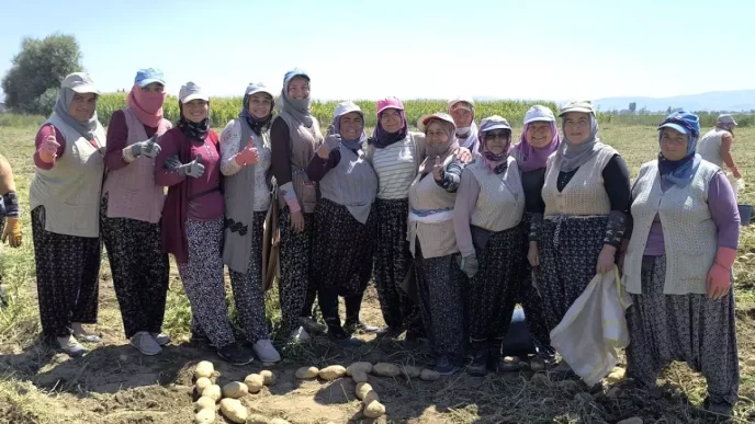 Afyonkarahisarda Kislik Patates Hasadi Basladi