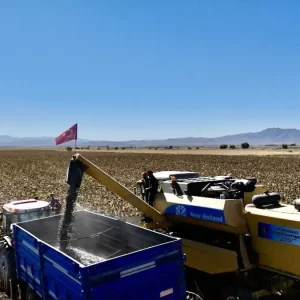 Agrida Aycicegi Uretimi Katlanarak Artiyor