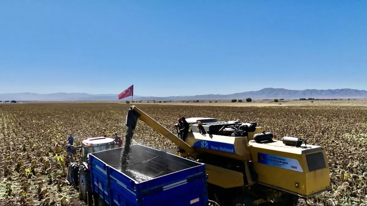 Agrida Aycicegi Uretimi Katlanarak Artiyor