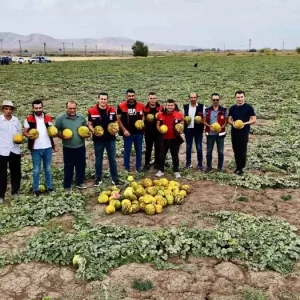 Agrida Kavun Hasadi Basladi Ciftciler Zorluklarla Mucadele Ediyor
