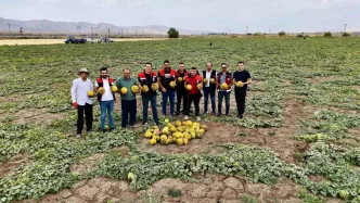 Agrida Kavun Hasadi Basladi Ciftciler Zorluklarla Mucadele Ediyor