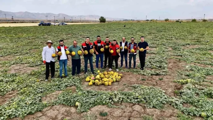 Agrida Kavun Hasadi Basladi Ciftciler Zorluklarla Mucadele Ediyor