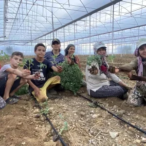 Aksuda Guzluk Fide Dikimleri Basladi