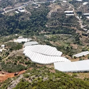 Alanyada Tropikal Meyve Uretimi Artiyor