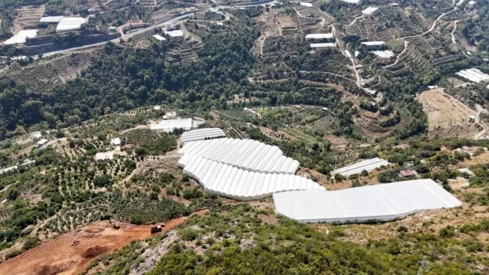 Alanyada Tropikal Meyve Uretimi Artiyor