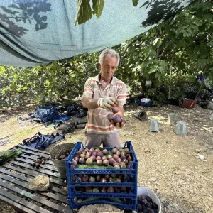 Antalyada Siyah Incir Hasadi 25 Gun Gecikti