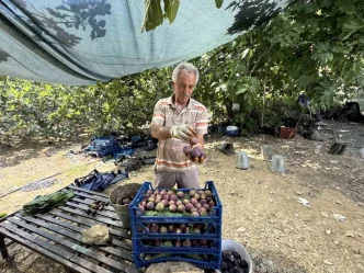 Antalyada Siyah Incir Hasadi 25 Gun Gecikti