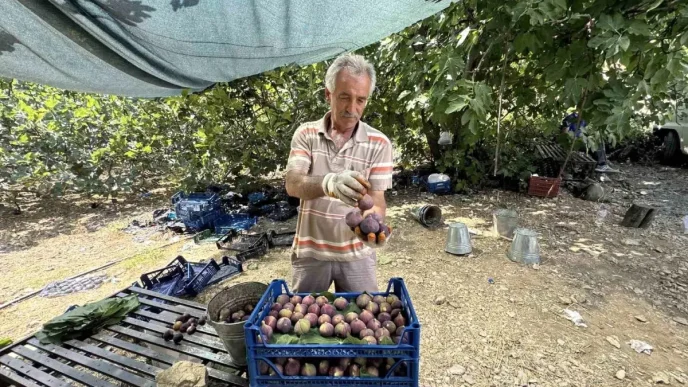 Antalyada Siyah Incir Hasadi 25 Gun Gecikti