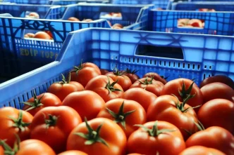Antalyada Ukraynanin domates ve salatalikta anti damping kararinin etkileri raporu hazirlandi
