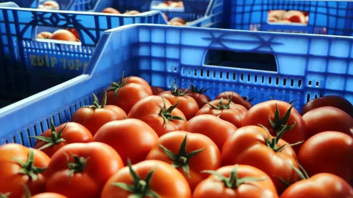 Antalyada Ukraynanin domates ve salatalikta anti damping kararinin etkileri raporu hazirlandi