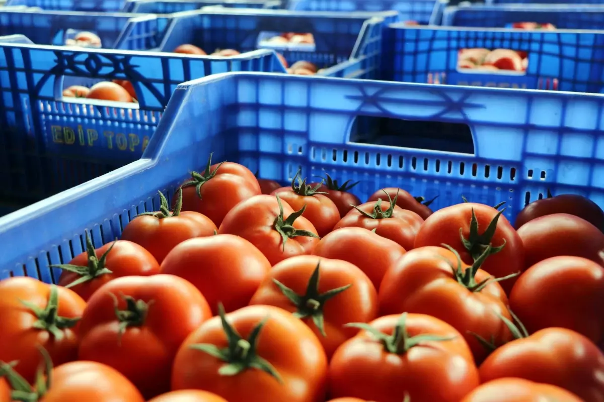Antalyada Ukraynanin domates ve salatalikta anti damping kararinin etkileri raporu hazirlandi