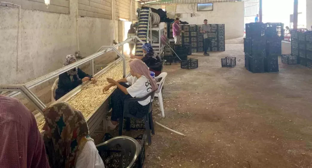 Araban Sarimsagi icin Yerli Tohum Tesisi Kuruldu