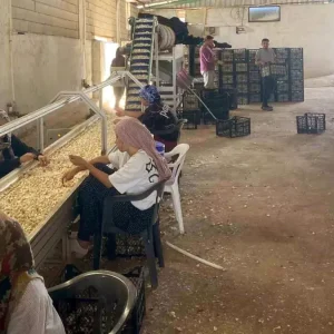Araban Sarimsagi icin Yerli Tohum Tesisi Kuruldu