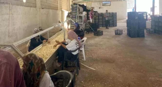 Araban Sarimsagi icin Yerli Tohum Tesisi Kuruldu