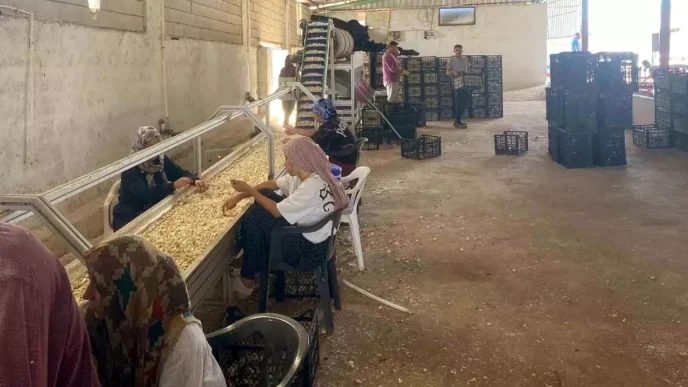 Araban Sarimsagi icin Yerli Tohum Tesisi Kuruldu