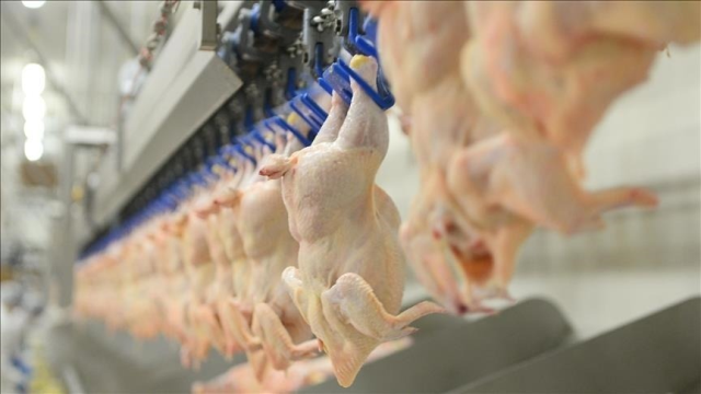 Aralarında birbirinden ünlü markalar var! 13 tavuk devine 3,7 milyar lira ceza
