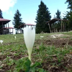 Arap Turistlerin Yogun Ilgi Gosterdigi Yaylalarda Turizm Sezonu Sona Erdi