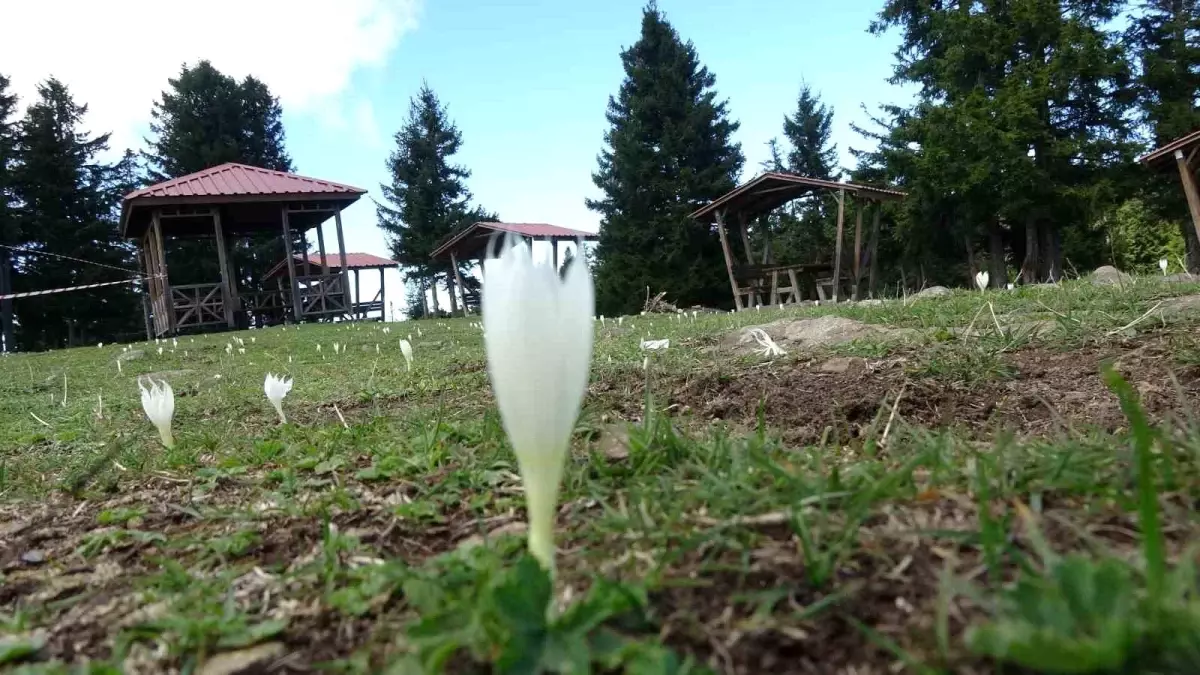 Arap Turistlerin Yogun Ilgi Gosterdigi Yaylalarda Turizm Sezonu Sona Erdi